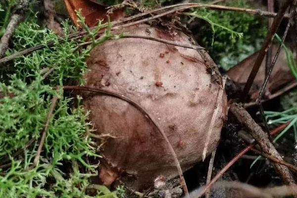 我國(guó)松茸產(chǎn)地哪里最好，云南哪些地方有松茸