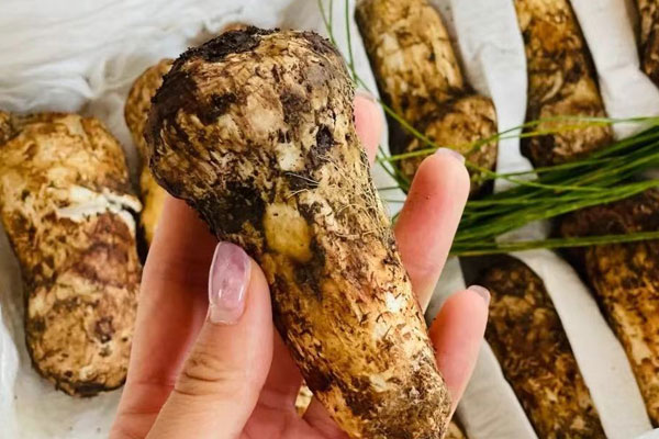 云南文山有松茸嗎，云南松茸好吃嗎