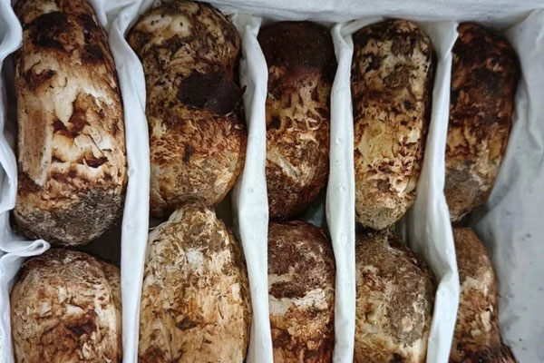 云南哪些地方出產(chǎn)松茸 云南哪些地方出產(chǎn)松茸