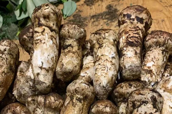 新鮮松茸最佳食用季節(jié)，新鮮的松茸怎樣儲(chǔ)藏