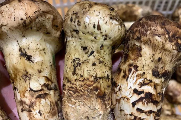 收到的新鮮松茸第一時間保存法 收到的新鮮松茸第一時間保存法