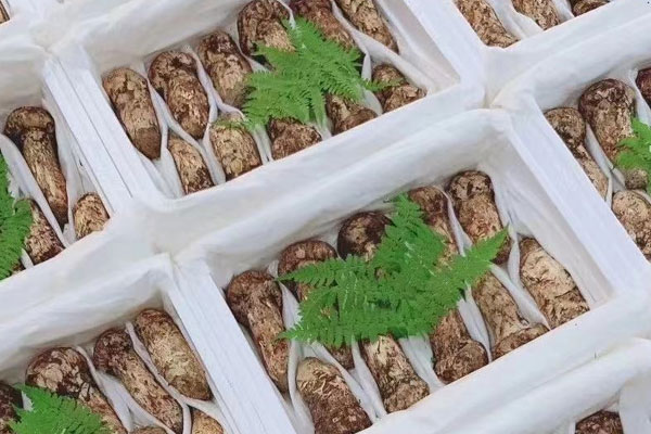 香格里拉的松茸為什么好 香格里拉的松茸為什么好