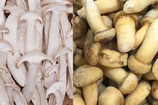 凍的松茸和干的松茸哪個(gè)好，松茸干哪種最好