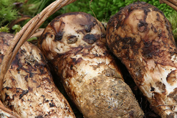 云南的松茸出口到哪里 云南的松茸出口到哪里