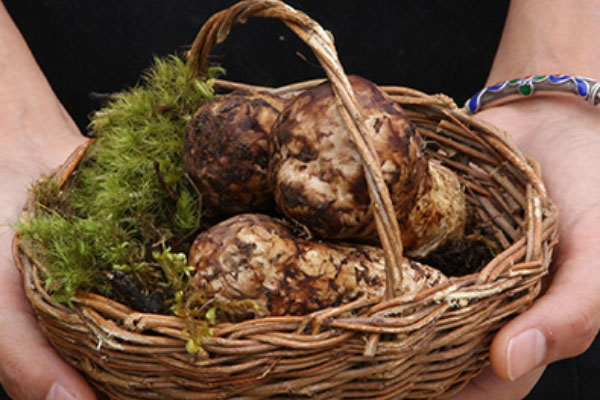 松茸一般銷(xiāo)到哪里去，干松茸應(yīng)該是什么顏色