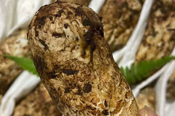 松茸丸子冬瓜湯的營養(yǎng)價值 松茸丸子冬瓜湯的營養(yǎng)價值