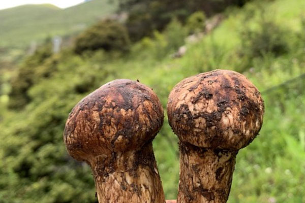 松茸丸子冬瓜湯的食用禁忌 松茸丸子冬瓜湯的食用禁忌