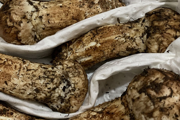 鯛魚火腿蒸松茸的食用禁忌 鯛魚火腿蒸松茸的食用禁忌