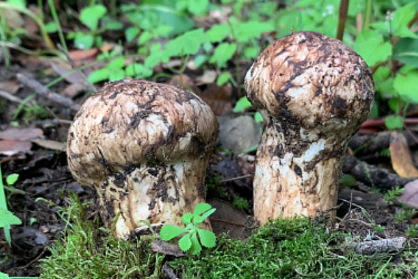 松茸菌云南的好還是四川的好，多大的松茸適合做刺身