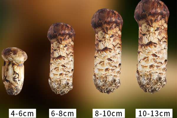 什么規(guī)格的松茸適合做刺身