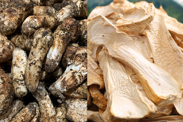 干松茸和鮮松茸哪個(gè)好