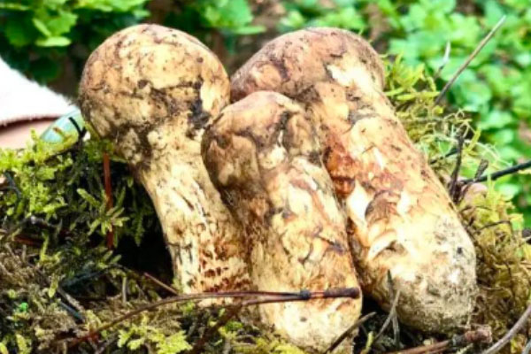 松茸大小和營養(yǎng)有關(guān)系嗎，松茸越小越好嗎