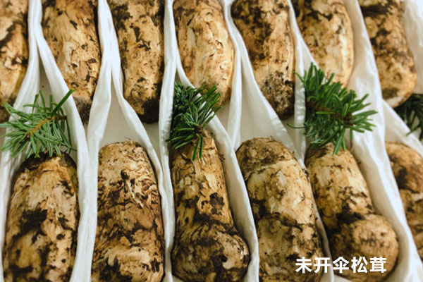 松茸開傘和不開傘的區(qū)別，為什么開傘的松茸便宜