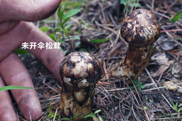 松茸未開傘的標(biāo)準(zhǔn)，松茸半開傘了還有營養(yǎng)價值嗎