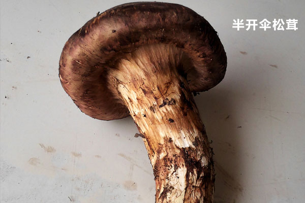 松茸半開傘了還有沒有營養(yǎng)價值 松茸半開傘了還有沒有營養(yǎng)價值