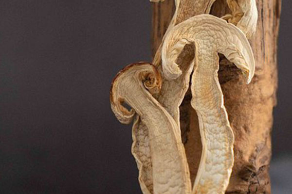 干松茸泡一晚還可以吃嗎 干松茸泡一晚還可以吃嗎