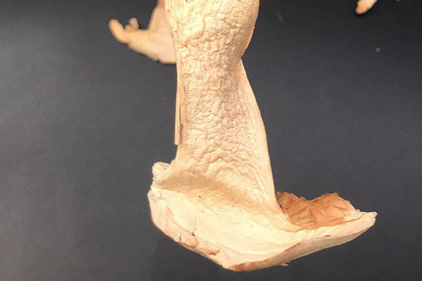 干松茸泡發(fā)后變黑還可以吃嗎