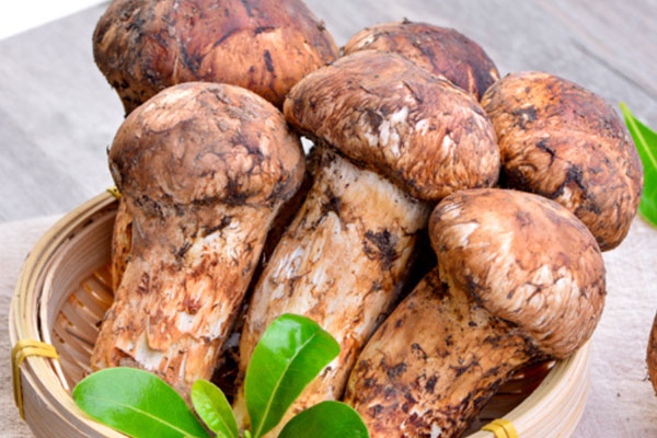 松茸傘里為什么是黑的，松茸里面變色了還能吃嗎