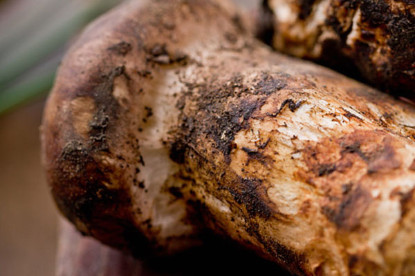 新鮮松茸的挑選 新鮮松茸的挑選