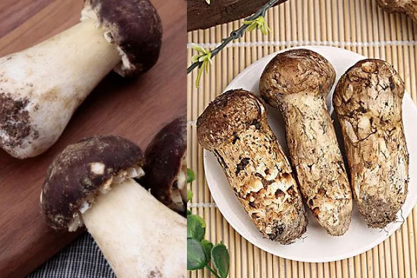 姬松茸是不是松茸，赤松茸是不是松茸