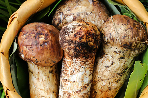 怎樣炒松茸菌更好吃，松茸菌焯水要幾分鐘