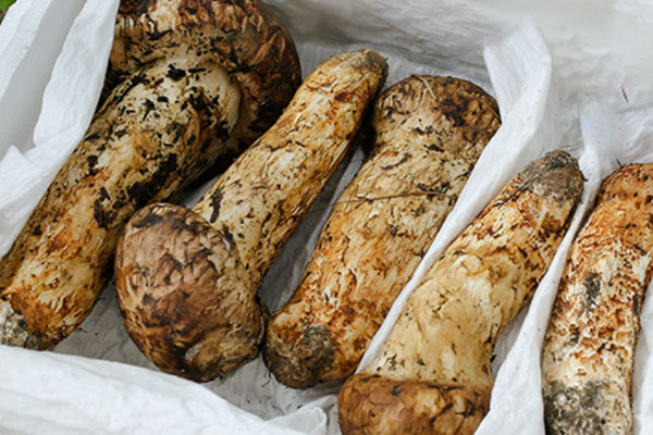 產(chǎn)地對松茸有影響嗎 產(chǎn)地對松茸有影響嗎