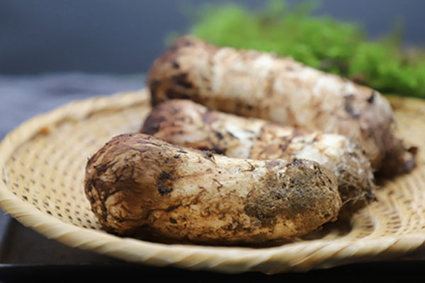 松茸是不是發(fā)物