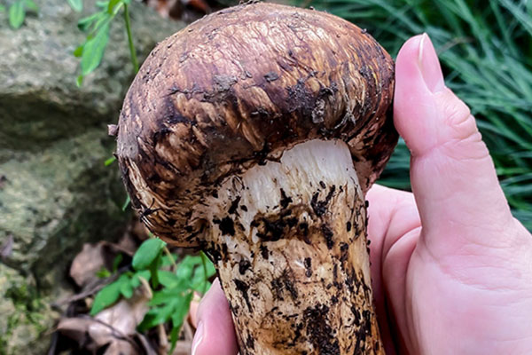 云南有松茸嗎，云南松茸什么季節(jié)才有