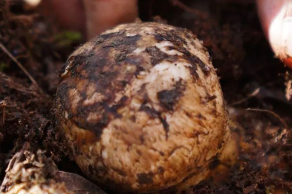 云南松茸幾月份有