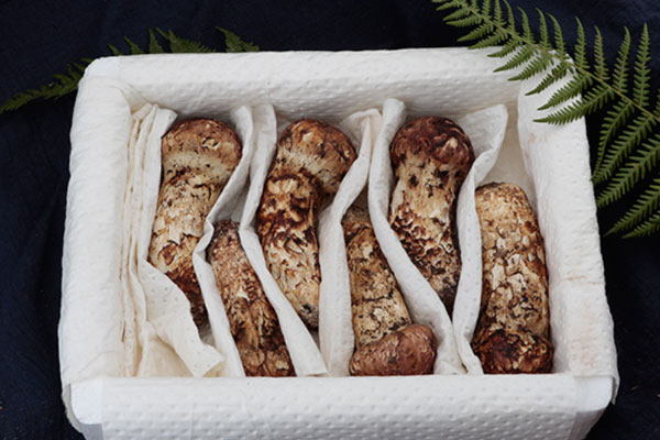 男人吃松茸有什么好處，開傘的松茸營養(yǎng)不好嗎