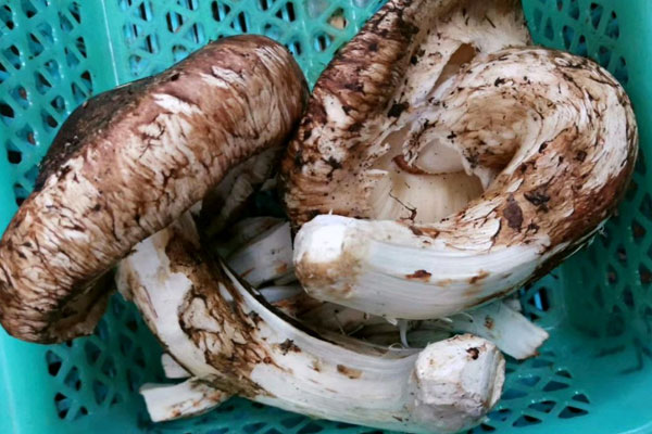 松茸傘打開(kāi)就沒(méi)有營(yíng)養(yǎng)了嗎 松茸傘打開(kāi)就沒(méi)有營(yíng)養(yǎng)了嗎