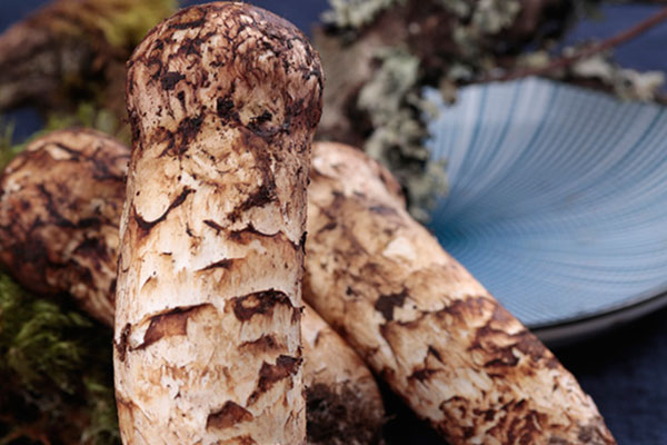 未開(kāi)傘松茸的絕佳吃法 未開(kāi)傘松茸的絕佳吃法
