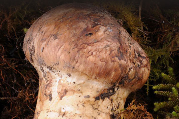 吃松茸對身體有什么好處，鮮松茸炒要焯水嗎