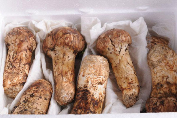 松茸菇炒前要焯水嗎 松茸菇炒前要焯水嗎