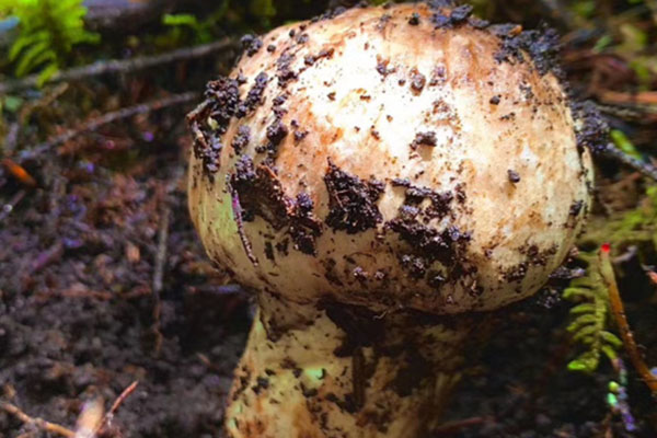 松茸是哪里的特產(chǎn)，云南楚雄松茸好嗎