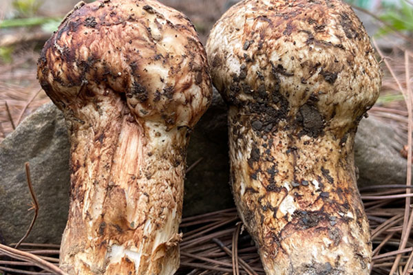 云南楚雄的松茸好不好 云南楚雄的松茸好不好