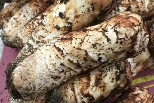 松茸海鮮菇炒蛋的功效作用與營養(yǎng)價值 松茸海鮮菇炒蛋的功效作用與營養(yǎng)價值