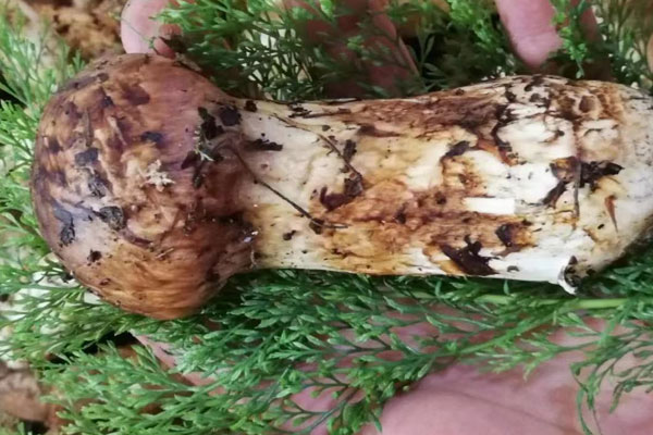 松茸海鮮菇炒蛋的食用禁忌 松茸海鮮菇炒蛋的食用禁忌