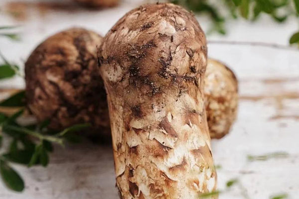 松茸雞蛋貝果的做法竅門(mén) 松茸雞蛋貝果的做法竅門(mén)