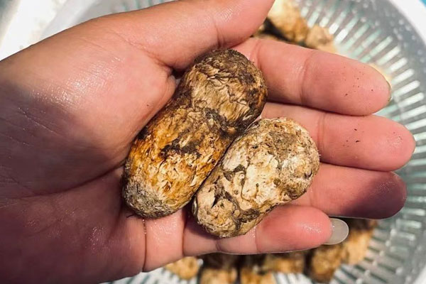 松茸雞蛋貝果的熱量高嗎 松茸雞蛋貝果的熱量高嗎