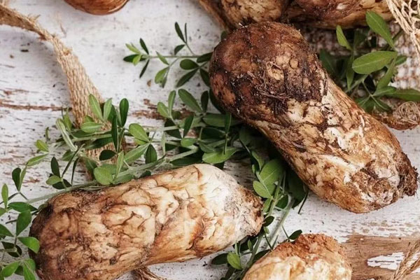 松茸白蛤檸檬湯的食用禁忌 松茸白蛤檸檬湯的食用禁忌