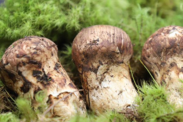 雪山松茸和松茸的區(qū)別，日本松茸和中國松茸的區(qū)別