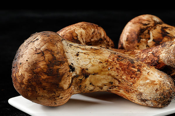 日本松茸和中國松茸有哪些區(qū)別 日本松茸和中國松茸有哪些區(qū)別