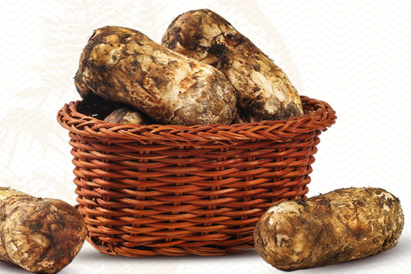 日本松茸菇很貴嗎，鹿茸菇跟松茸菇一樣嗎