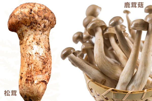 鹿茸菇跟松茸菇是一種東西嗎 鹿茸菇跟松茸菇是一種東西嗎