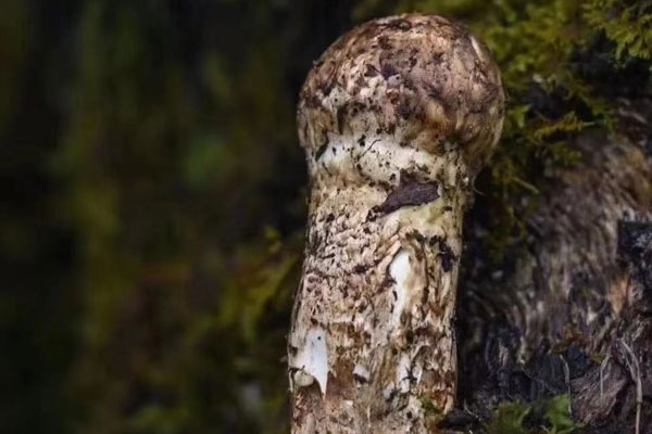 松茸有降血糖的作用嗎，吃刺身松茸的禁忌