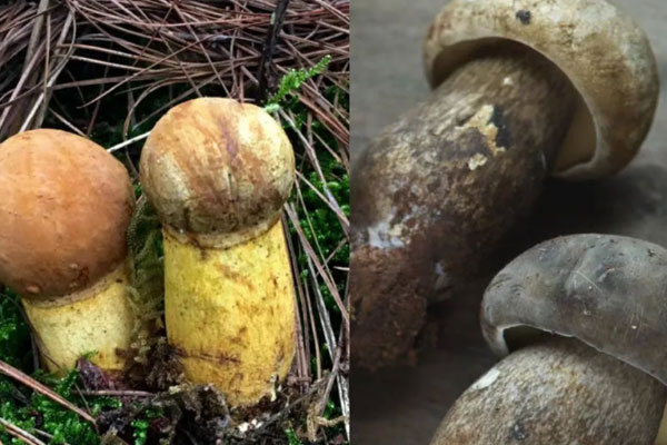 松塔牛肝菌可以吃嗎，牛肝菌癌癥病人能吃嗎