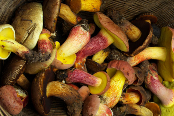 什么是條件可食用菌 什么是條件可食用菌