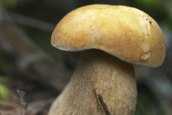 經(jīng)期能吃牛肝菌嗎，兒童能吃牛肝菌嗎