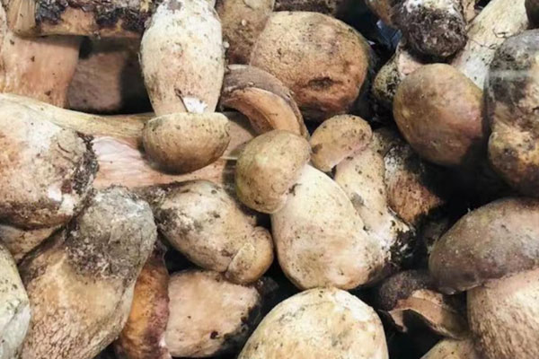 兒童可以吃牛肝菌嗎